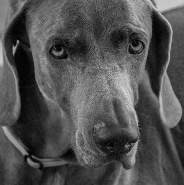 istock close up of wiemaraner 645886158