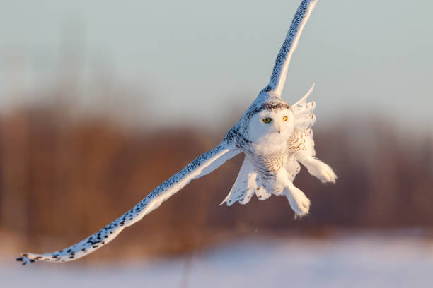 istock Female Snowy Owl in Flight 645886288