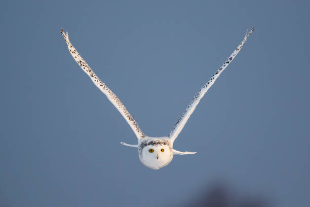 istock Female Snowy Owl in Flight 645886308