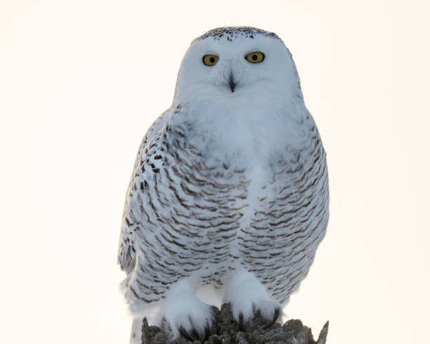 istock Female Snowy Owl 645886312