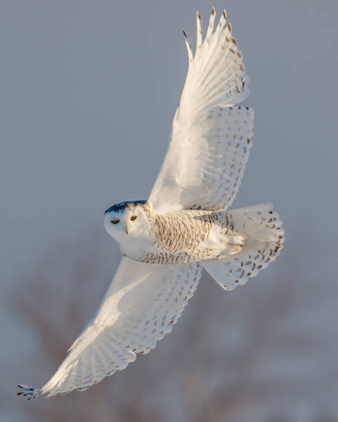 istock Female Snowy Owl in Flight 645886314