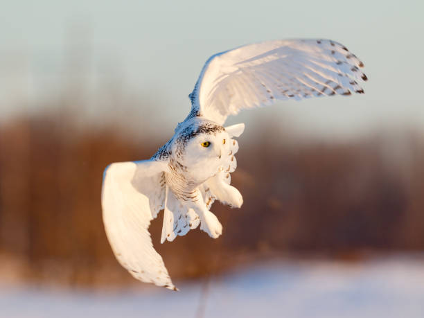Female Snowy Owl in Flight