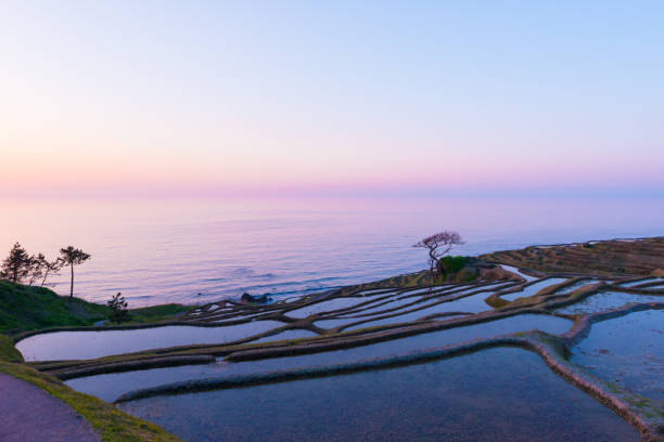 shiroyone senmaida, les champs de riz de mille à noto, ishikawa, japon - summer cereal plant sunlight sun photos et images de collection