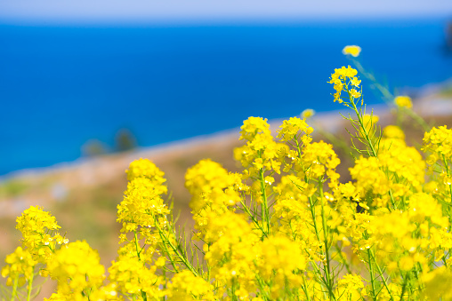 Beautiful scenery with yellow rape flowers and sea view