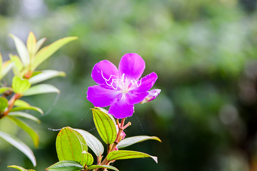 Rhododendron flower with a blue hue in a Danish park. The rhododendron originates from the Himalayas but today it is a popular bush in parks all over the world and can be found in different colors and shapes