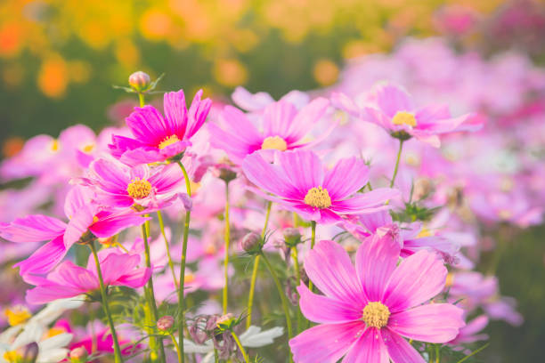istock pink cosmos flower blooming in the field 645894014
