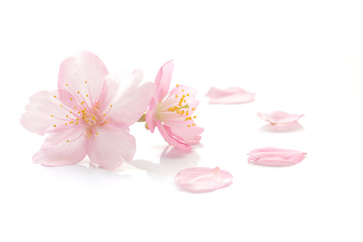 Japanese cherry blossom and petals