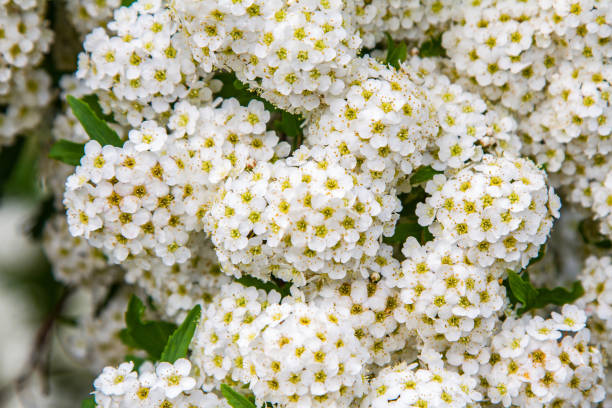istock spring blooming guelder-rose shrub, round white flowers 645897554