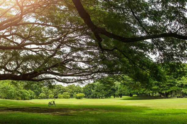 Bicycle under the Big Tree with Green Scenery in Park
