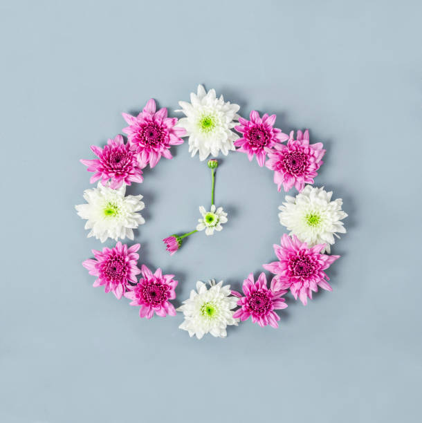 istock Clock face made of chrysanthemum. 645899978