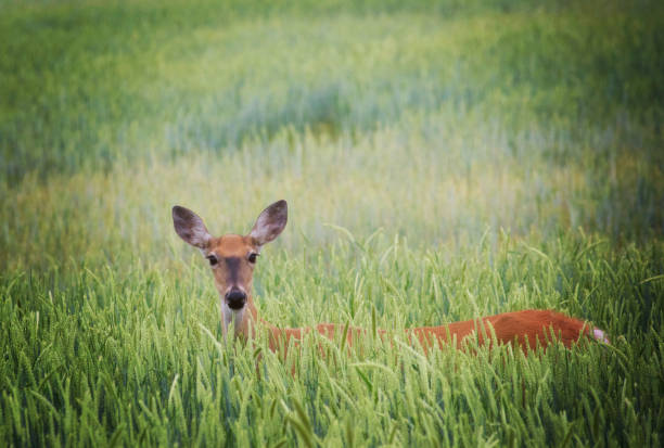 doe in barley - wild barley imagens e fotografias de stock