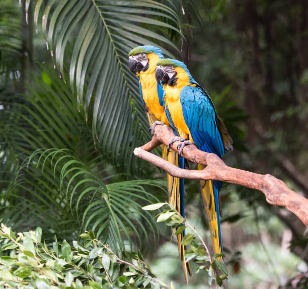 istock Colourful parrots bird sitting on the perch. 645903236