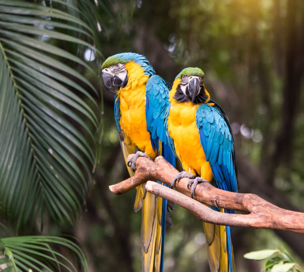 Colourful parrots bird sitting on the perch. Colourful parrots bird sitting on the perch. gold and blue macaw photos stock pictures, royalty-free photos & images