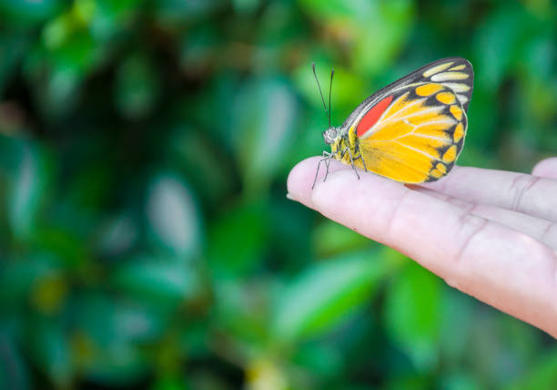 istock yellow butterfly is on hand among nature background 645906290