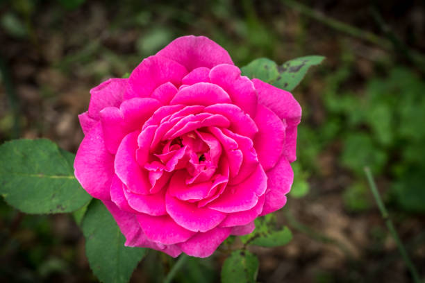 Pink rose on blurred green leaves background