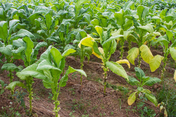 istock Tobacco field plantation under blue sky 645911920