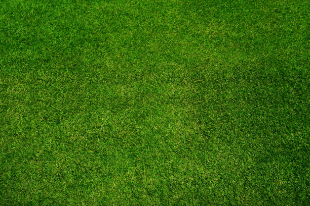 Green grass texture background, top view stock photo
