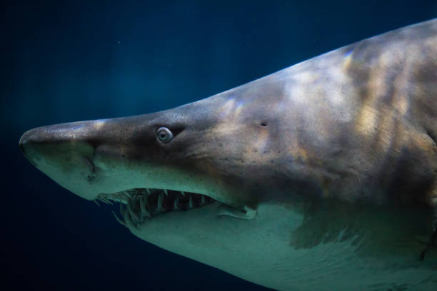 istock Great white shark portrait in underwater 645920872