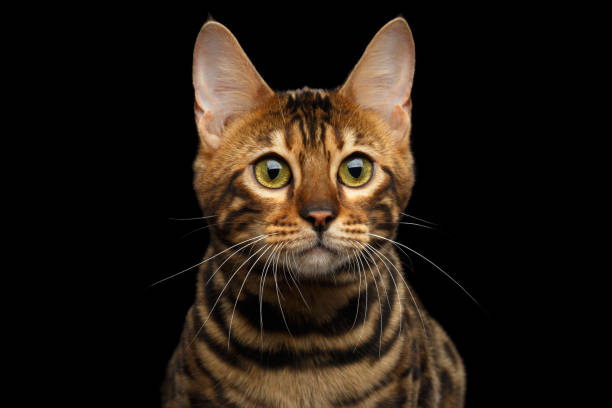 istock Bengal cat isolated on Black Background 645923544