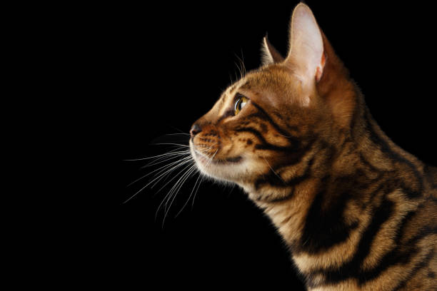istock Bengal cat isolated on Black Background 645923546