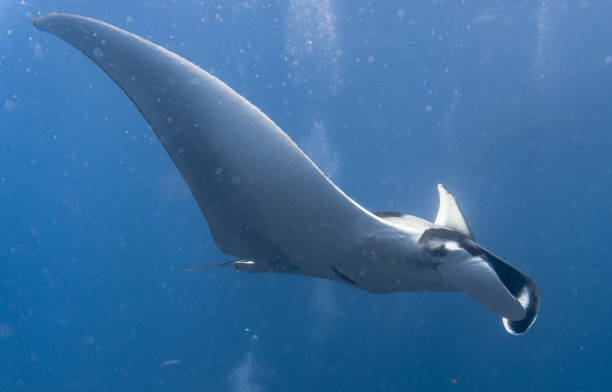 istock Oceanic Manta Ray (Manta birostris) swimming over cleaning station reef. Classed as 'Vulnerable to Extinction' on the IUCN Red list, these graceful creatures are becoming a rare sight in the wild. 645923574