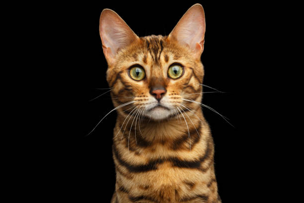 istock Bengal cat isolated on Black Background 645923578