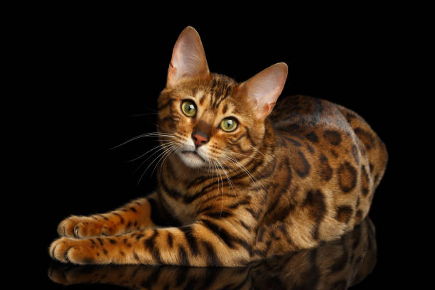 Bengal cat isolated on Black Background Gorgeous Spotted Bengal Cat Lying with kind eyes on isolated Black Background bengal cat purebred cat photos stock pictures, royalty-free photos & images