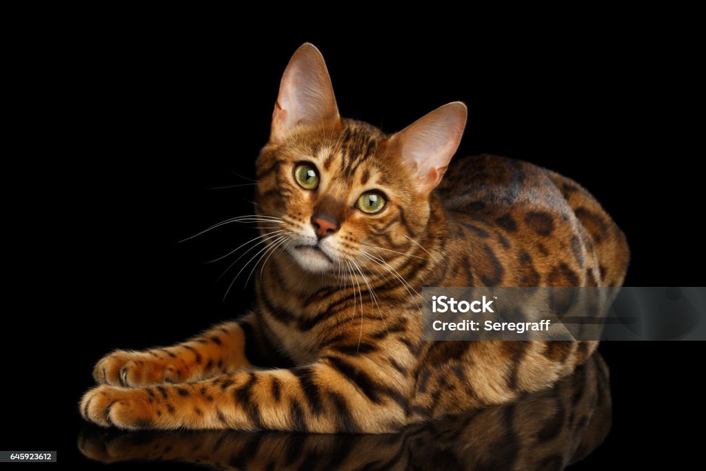 Gato de Bengala isolado no fundo preto - Foto de stock de Gato Bengala royalty-free