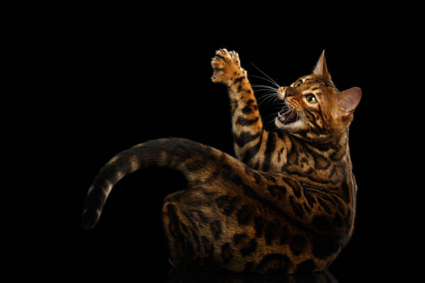 istock Bengal cat isolated on Black Background 645923674