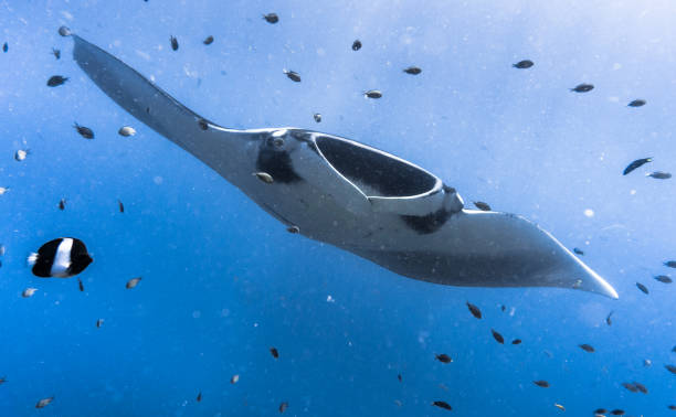 This stunning Manta Ray (Manta birostris) image was captured whilst scuba diving in the Andaman Sea, Krabi, Thailand. Oceanic Manta Rays are in the classification of Elasmobranch and are also commonly known as Giant Manta Ray, Oceanic Manta Ray, Pacific Manta Ray, Pelagic Manta Ray or Chevron Manta Ray. They are gentle, pelagic, plankton feeders and have been classified as 'Vulnerable to Extinction' IUCN red list, due to being target hunted for their meat and gill rakers. However also susceptible to being caught as by catch. Although their numbers are declining at a rapid rate, they are not yet a protected species. This image shows their natural behavior in the wild, as they visit the coral reef to use as a cleaning station, by allowing small fish to clean off their parasites. This is a perfect demonstration of a symbiotic relationship. oceánica manta raya (manta birostris) nadando sobre limpieza arrecife de estación. clasificado como 'vulnerable a la extinción' en la lista roja de la uicn, estas criaturas elegantes se están convirtiendo en una vista rara en el salvaje.