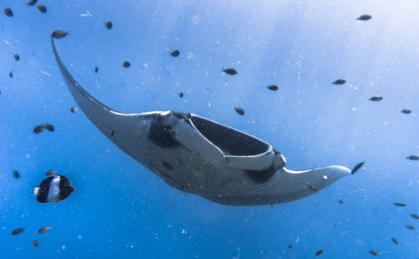 istock Oceanic Manta Ray (Manta birostris) swimming over cleaning station reef. Classed as 'Vulnerable to Extinction' on the IUCN Red list, these graceful creatures are becoming a rare sight in the wild. 645929196