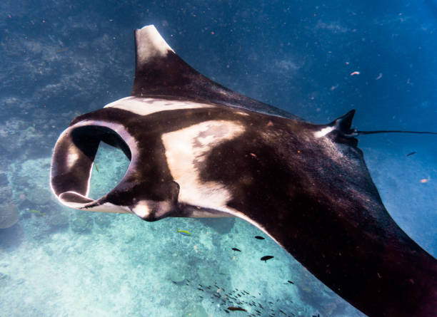 遠洋性海洋マンタ ステーションのクリーニングで泳ぐiucn の 遠洋性海洋マンタ ステーションのクリーニングで泳ぐiucn の
