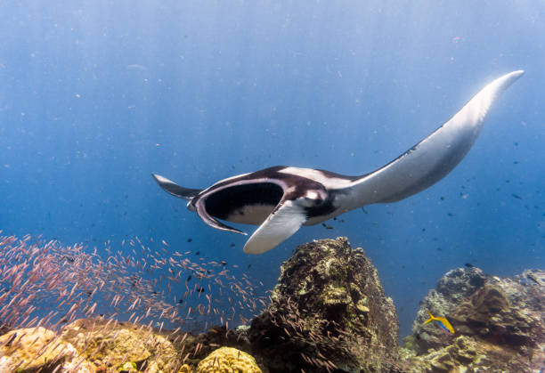 This stunning Manta Ray (Manta birostris) image was captured whilst scuba diving in the Andaman Sea, Krabi, Thailand. Oceanic Manta Rays are in the classification of Elasmobranch and are also commonly known as Giant Manta Ray, Oceanic Manta Ray, Pacific Manta Ray, Pelagic Manta Ray or Chevron Manta Ray. They are gentle, pelagic, plankton feeders and have been classified as 'Vulnerable to Extinction' IUCN red list, due to being target hunted for their meat and gill rakers. However also susceptible to being caught as by catch. Although their numbers are declining at a rapid rate, they are not yet a protected species. This image shows their natural behavior in the wild, as they visit the coral reef to use as a cleaning station, by allowing small fish to clean off their parasites. This is a perfect demonstration of a symbiotic relationship and animal behaviour. pelágico oceánico manta raya (manta birostris) nadando sobre estación de limpieza. clasificado como 'vulnerable a la extinción' en la lista roja de la uicn, estas criaturas elegantes se están convirtiendo en una vista rara en el salvaje.