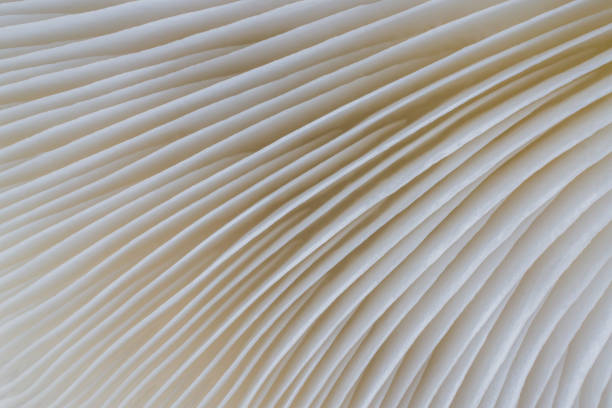 background macro image of Sajor-caju mushroom