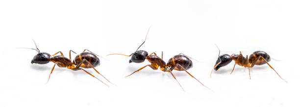 three ant on white background close up three ant on white background facet joint photos stock pictures, royalty-free photos & images