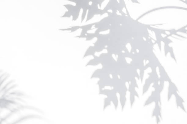 istock background of shadows papaya leaf on a white wall. 645945584