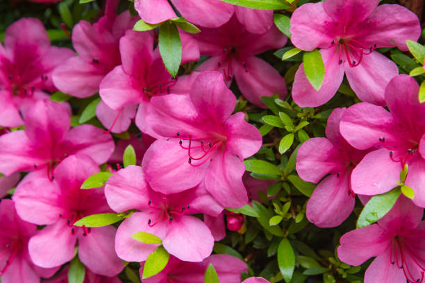 istock Pelargonium geranium group bright cerise pink flowers 645947656