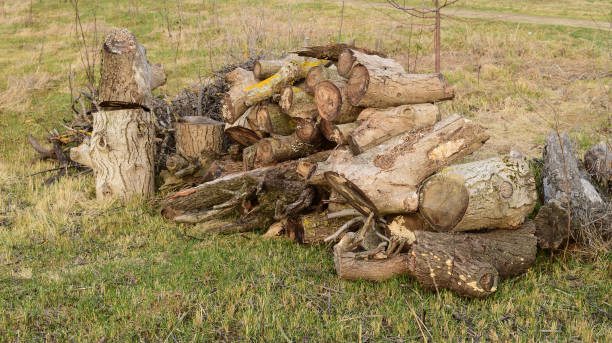 istock A small pile of firewood stacked 645949294