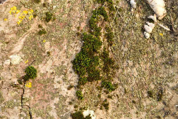istock Moss and lichen on the bark 645949304