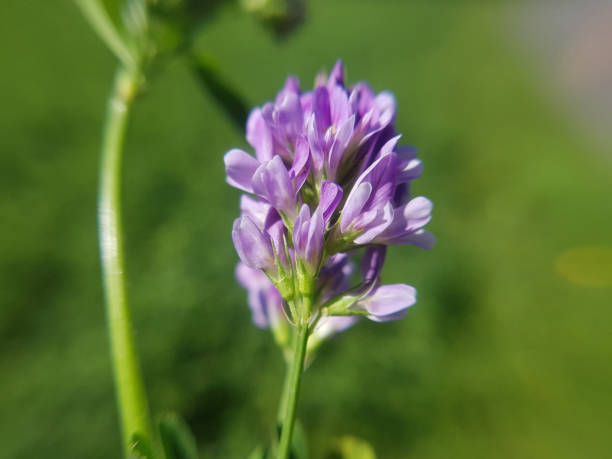 Alfalfa; Medicago; sativa