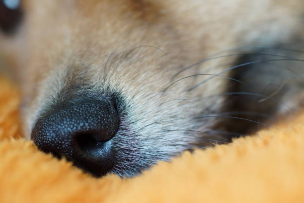 istock dog has a rest and falls asleep, German Spitz 645965978
