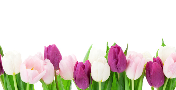 Colorful tulips. Isolated on white background
