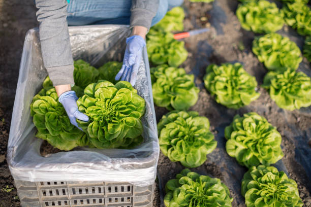 Packing lettuce in bin Woman packing lettuce in bin, elevated view green leaf lettuce stock pictures, royalty-free photos & images