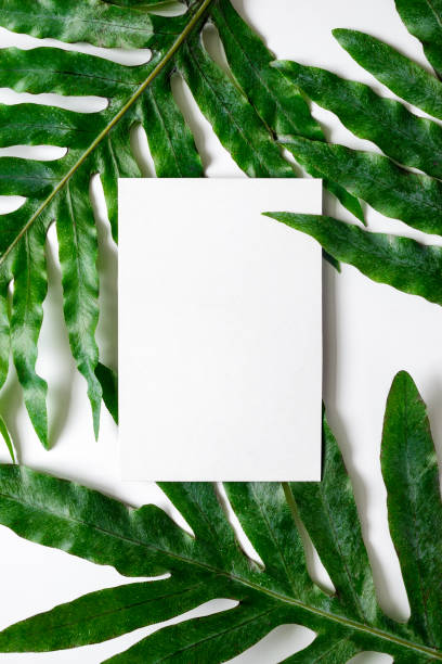 istock Background decorated with tropical plant leaves 645972006