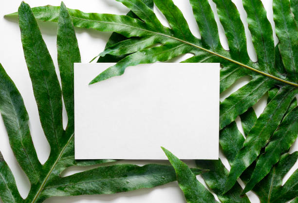 istock Background decorated with tropical plant leaves 645972016