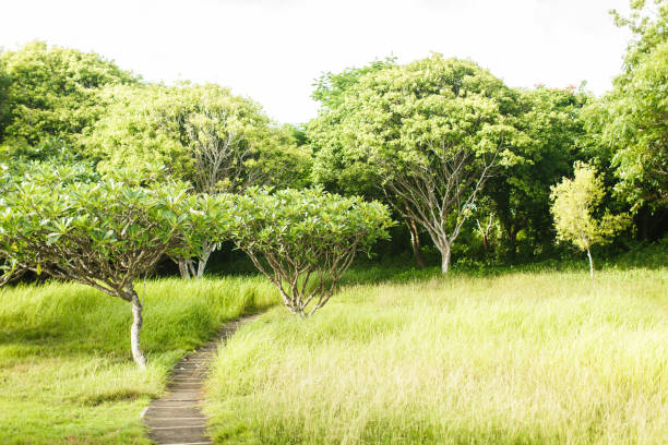 istock green jungle in Asia 645977910