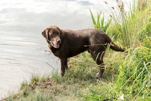 istock Alert Labrador Retriever at Water's Edge 645978180