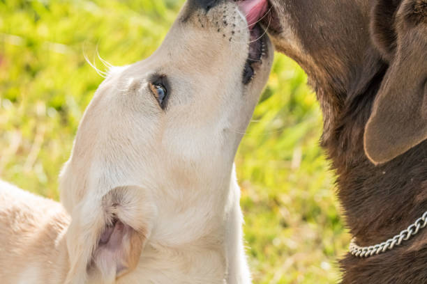istock Cute Puppy Licks Dog with Love 645980502