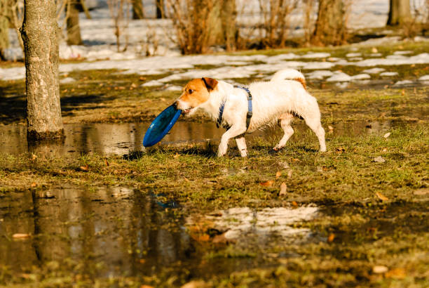 istock Dog walking around puddles at park at nice sunny spring day 645983700