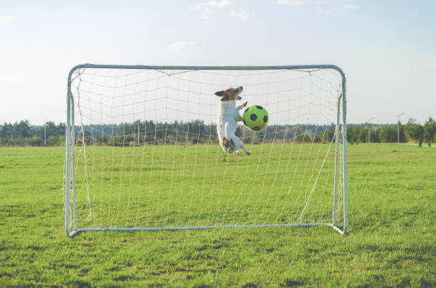 istock Funny goalkeeper saving goal catching football (soccer) 645983704